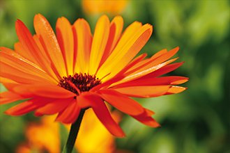 Unverzichtbar im Frühjahrstrainingslager: Schnell heilende Ringelblume